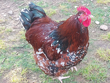 Orpington millefiori. Uova da cova