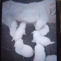 Pastore maremmano abruzzese