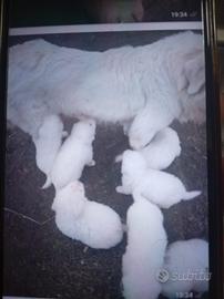 Pastore maremmano abruzzese