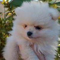 Cucciolo spitz Pomerania toy