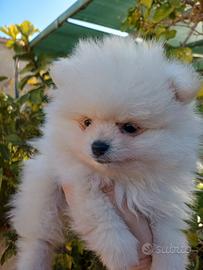 Cucciolo spitz Pomerania toy