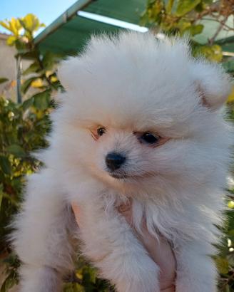 Cucciolo spitz Pomerania toy