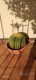 Cuscino della Suocera
