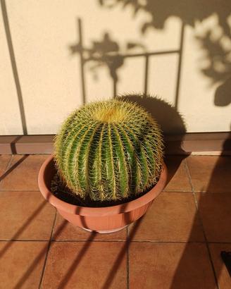 Cuscino della Suocera