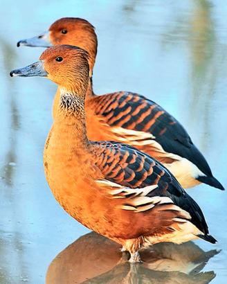 Dendrocigne fulve bicolor - anatre esotiche