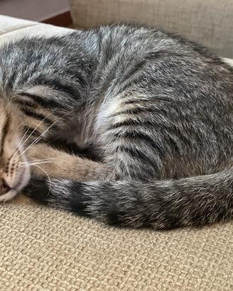 Gatti gatti da regalare