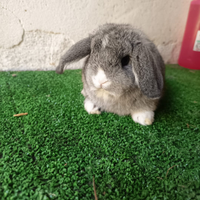 Conigli ariete nano e minilop