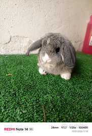 Conigli ariete nano e minilop