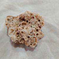 corallo marino