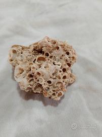 corallo marino