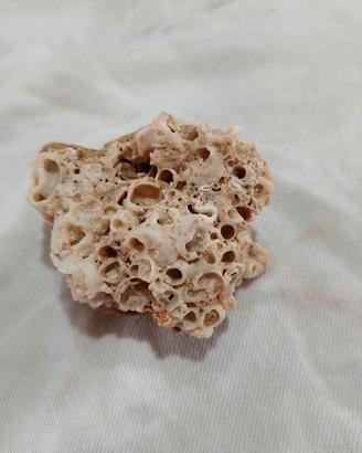 corallo marino