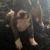Cuccioli pitbull
