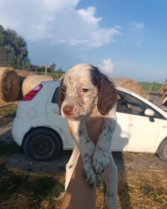 Cuccioli di Setter inglese disponibili