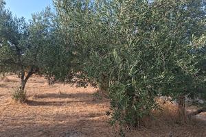 Vendita terreno agricolo