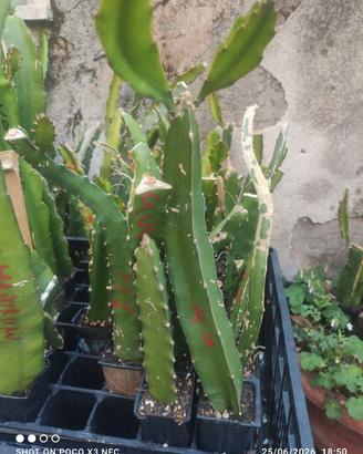 1 pitaya dragon fruit hawaiian white autofertile