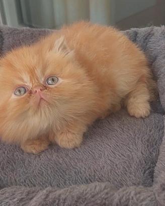 Cuccioli gatto persiano ipertipici