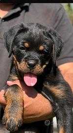 Cuccioli Rottweiler consegna diretta