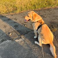 Labrador Maschio con Pedigree per monta