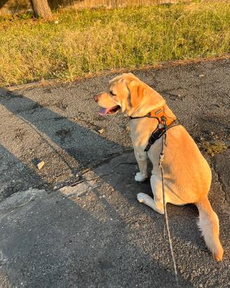 Labrador Maschio con Pedigree per monta