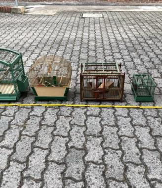 Gabbie per uccelli canarini pappagalli