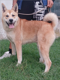 Akita inu