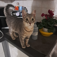 Cucciolo 6 mesi affettuoso