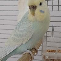 Cocorite femmine adulte