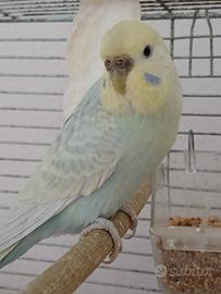 Cocorite femmine adulte