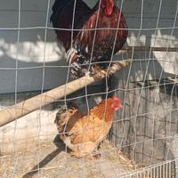 Pulcini cemani araucana e cocincina