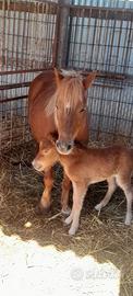 Pony e puledra