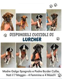Cuccioli Lurcher