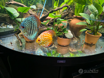 Coppia discus