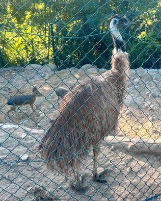 Coppia di emu adulta