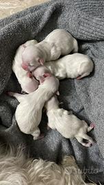 Cuccioli maltese