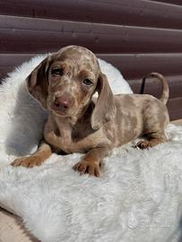 Bassotti cuccioli
