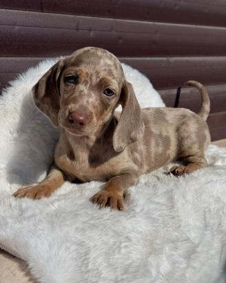 Bassotti cuccioli