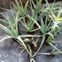 Aloe Arborescens