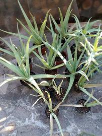 Aloe Arborescens