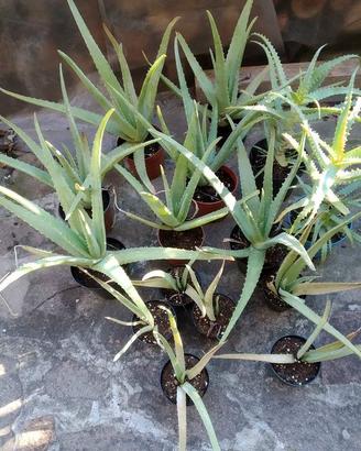 Aloe Arborescens