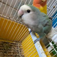 Coppia di inseparabili allevati a mano