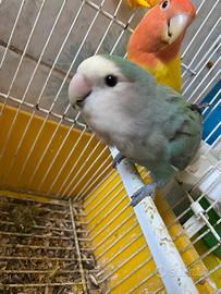 Coppia di inseparabili allevati a mano