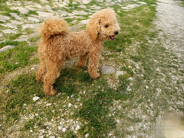 Barboncini vari colori