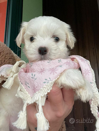 Cuccioli di maltese
