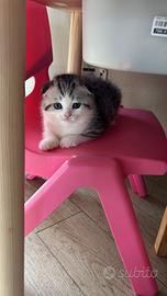Cucciolo di scottish fold