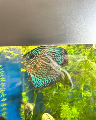 Pesci