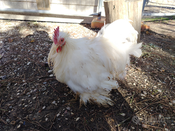 Gallo cocincina nano bianco