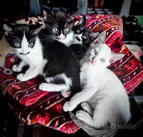 Cuccioli di gatto