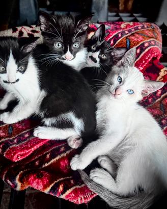 Cuccioli di gatto