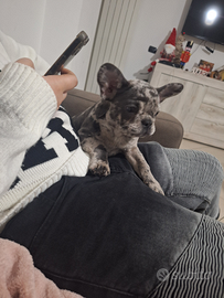 Bulldog francese esotico