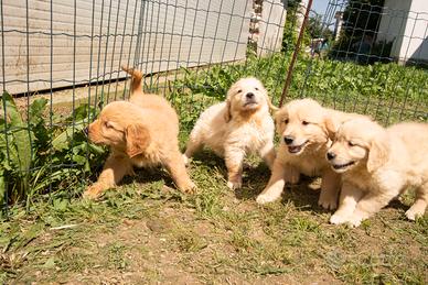 Golden retriever cuccioli